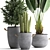 Exotic Plant Collection: Banana Palm, Ravenala, Dracaena, Cereus, Sansevieria 3D model small image 4