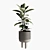 Lush Indoor Plant Collection 3D model small image 1