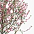  Blooming Beauty: Prunus persica 3D model small image 3