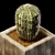 Desert Dreams: Photorealistic Barrel Cactus 3D model small image 3