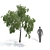 Birch No. 2 - Highly Detailed 3D Tree Model 3D model small image 2