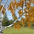 Birch No. 2 - Highly Detailed 3D Tree Model 3D model small image 4