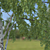 Birch Tree Model (2 Seasons) - Detailed 3D Model for Close-ups and Long Shots 3D model small image 2