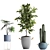 Exotic Houseplant Collection 3D model small image 2