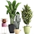 Exotic Houseplant Collection 3D model small image 1