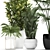 Exotic Plant Collection: Croton, Fan Palm, Coccothrinax & More! 3D model small image 3
