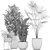 Exotic Plant Collection: Croton, Fan Palm, Coccothrinax & More! 3D model small image 5