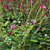 Astrantia Major Ruby Cloud: Big Flowers for Stunning Décor 3D model small image 5