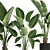 Exotic Houseplant Collection: Banana Palm & Ravenala 3D model small image 5