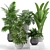 Tropical Indoor Plants Collection 3D model small image 1