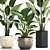 Exotic Houseplants Collection 3D model small image 5