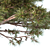 Forest Villa Pine Tree 3D model small image 2