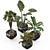 Lush Oasis: Office and Coffee Shop Plant Set 3D model small image 6