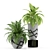 Exquisite Plants Set 236 3D model small image 2