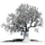  Grown to Perfection: Europa Olea Olive Tree 3D model small image 2