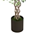 Golden Capella - Elegant Schefflera Tree 3D model small image 6