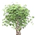 Golden Capella - Elegant Schefflera Tree 3D model small image 1