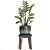 Exotic Houseplant Collection: Zamioculcas & Caladium in Pots 3D model small image 3