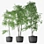 Triple Ficus Benjamin Trio in Pots 3D model small image 2