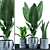 Tropical Trio: Paradise, Ti, Sansevieria 3D model small image 1