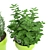 PBR Compatible Kitchen Plants 3D model small image 4