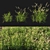 Calamagrostis Arundinacea Grass: Lifelike 3D Model 3D model small image 1