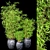 Bamboo Oasis Set: Lush Outdoor Privacy Plants! 3D model small image 1