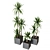 Yucca Pot: Stylish Indoor Plant Collection 3D model small image 2