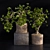 Natural Wood Bonsai Planter 3D model small image 1