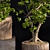 Natural Wood Bonsai Planter 3D model small image 2