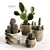 Succulent Sensations: Cactus Collection 3D model small image 1