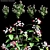 Clerodendrum 01: High-Poly 3D Model 3D model small image 1