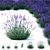 Narrow-Leaved Lavender Plant | Lavandula angustifolia 3D model small image 1