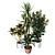 Exquisite Indoor Plant Collection 3D model small image 1