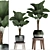 Exotic Licuala Palm Collection 3D model small image 1