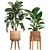 Exotic Plant Collection 3D model small image 2