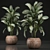 Exotic Plant Collection: Dieffenbachia Spotting 3D model small image 1