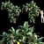 Dracaena 01: Versatile 3D Plant Model 3D model small image 1