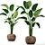 Exotic Houseplant Collection 3D model small image 4