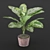 Exquisite Dieffenbachia Sublime: Lush Indoor & Outdoor Decor 3D model small image 1