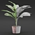 Exquisite Dieffenbachia Sublime: Lush Indoor & Outdoor Decor 3D model small image 2