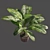 Exquisite Dieffenbachia Sublime: Lush Indoor & Outdoor Decor 3D model small image 4