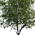 Realistic Cherry Tree Model 3D model small image 3