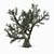  Photo Realistic Olive Tree 3D model small image 1