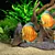 Title: Rustic Aquarium Bar 3D model small image 3