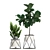 Exotic Indoor Plant Collection 3D model small image 2