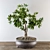 Mini Broadleaf Bonsai Tree Kit 3D model small image 1