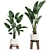 Exotic Houseplant Collection 3D model small image 2
