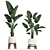 Exotic Houseplant Collection 3D model small image 3