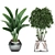 Exotic Plant Collection: Banana Palm, Ravenala, Strelitzia 3D model small image 3